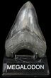 Serrated, Fossil Megalodon Tooth - South Carolina #42238-1